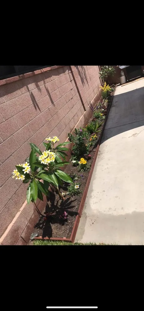 Expert lawn mowing service in Pico Rivera, CA by Farias Landscape & Design