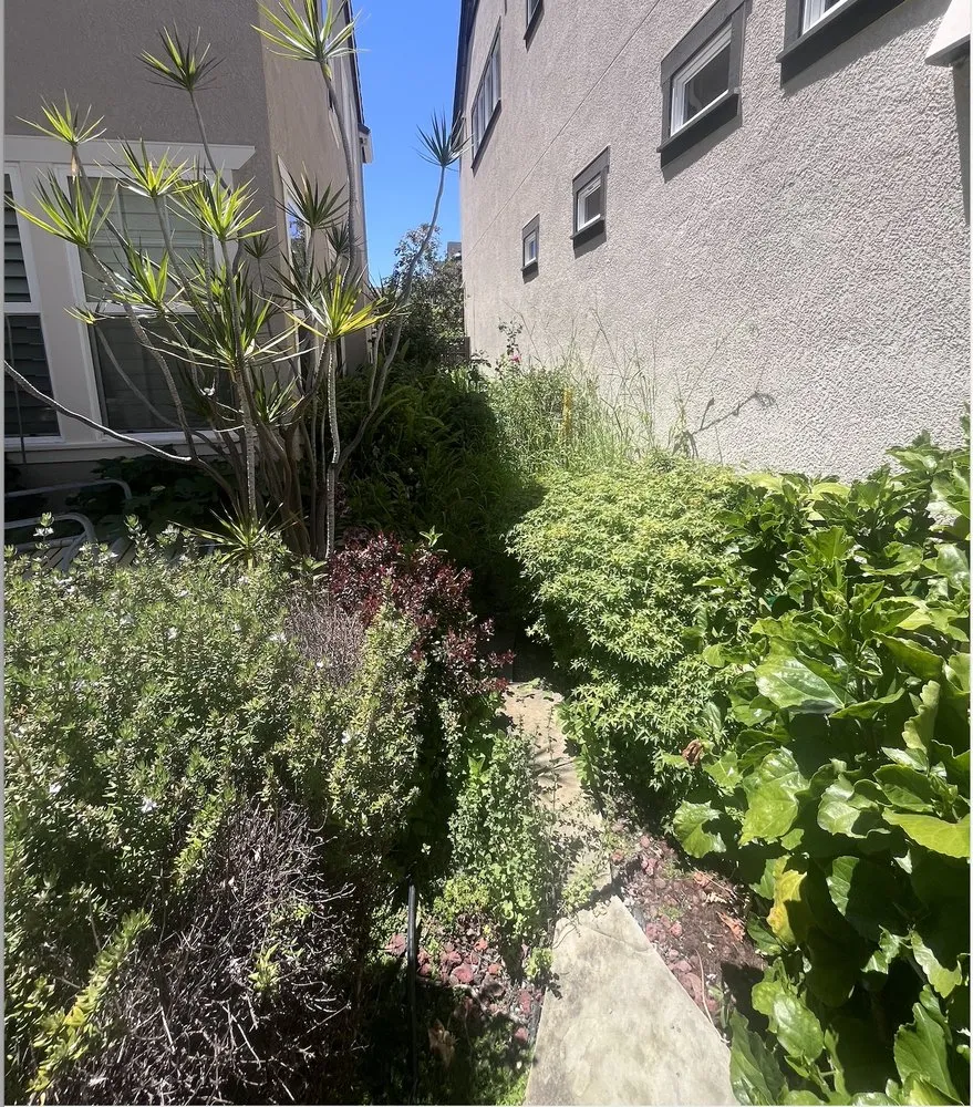 Expert landscaping services in Santa Clara, CA by Farias Landscape