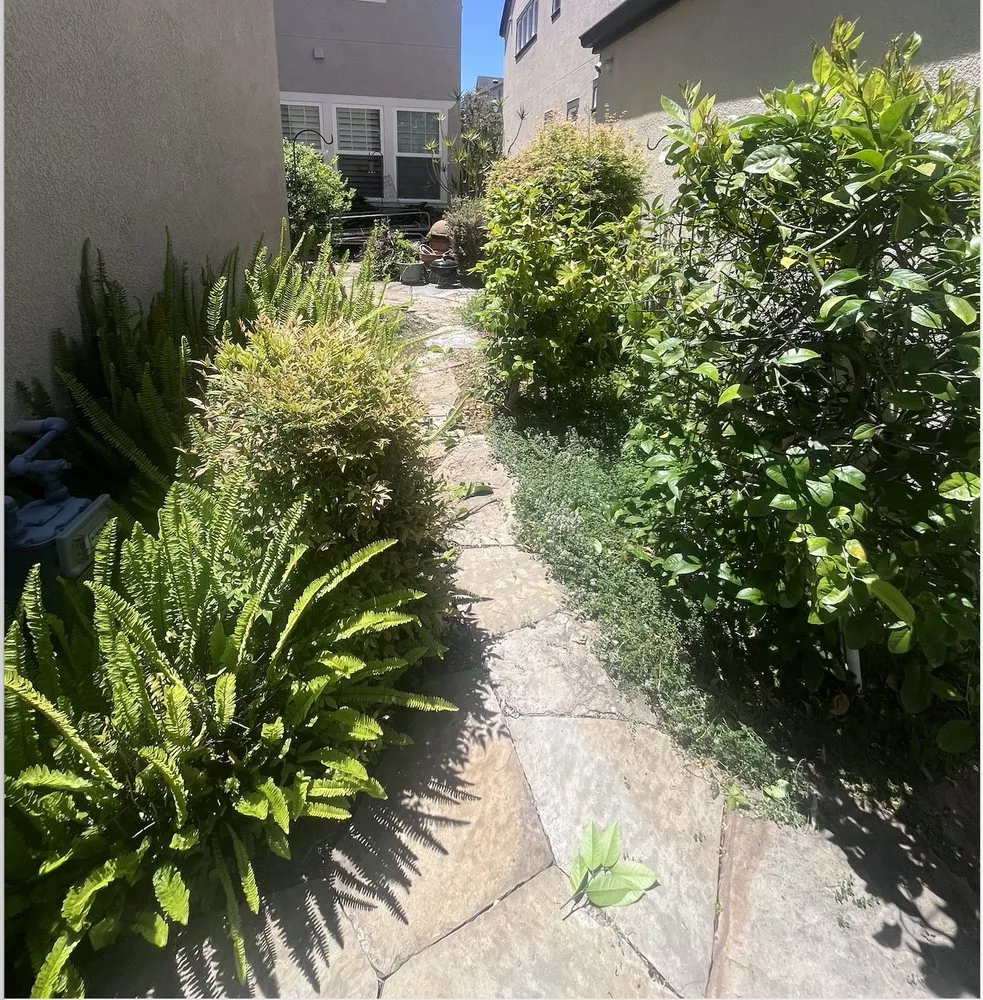 Professional landscape installation in Santa Clara, CA by Farias Landscape