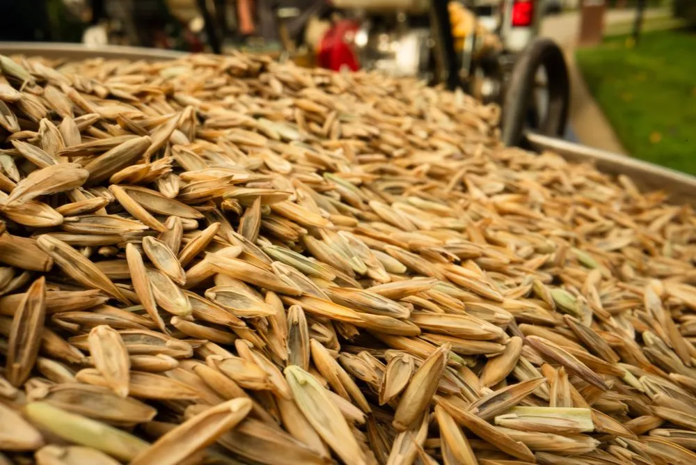 Trusted lawn care service with custom design across Clarksville, IN - Farison Lawn Care