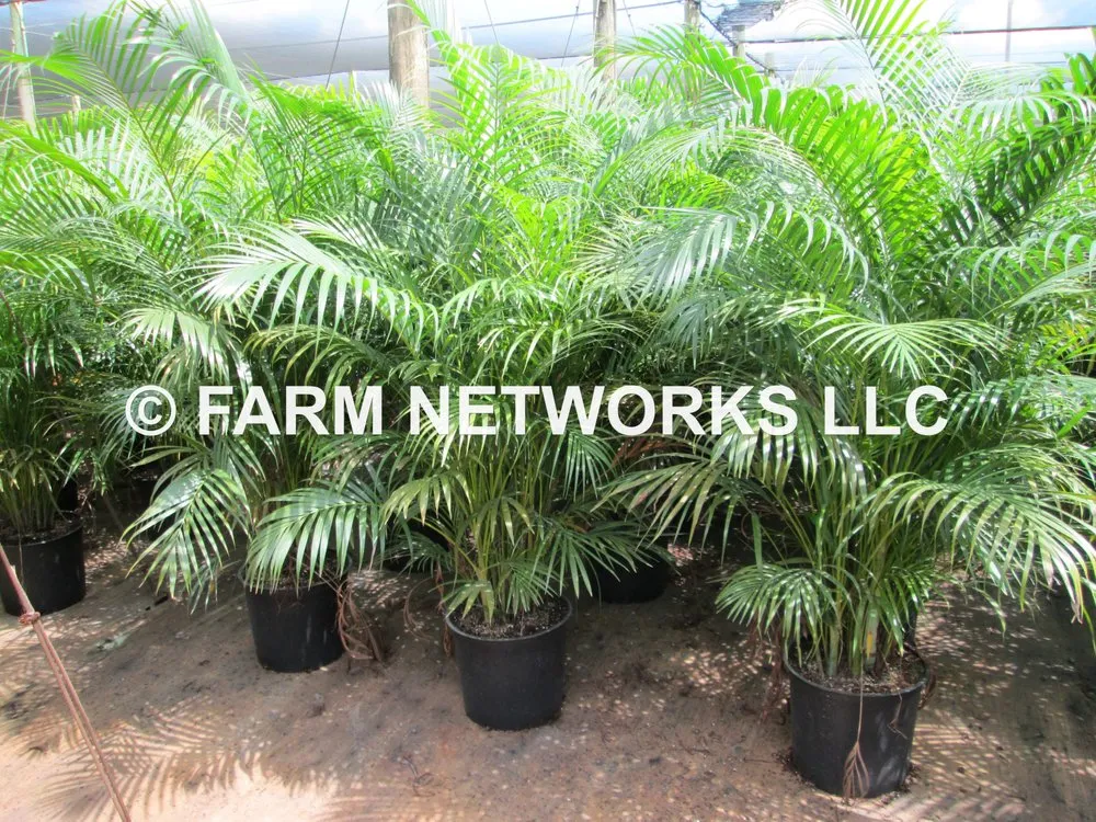 Local lawn mowing service for homes across Miami, FL - Farm Networks LLC