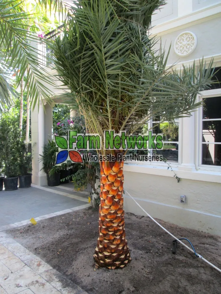 Affordable yard cleanup service near you in Miami, FL by Farm Networks LLC