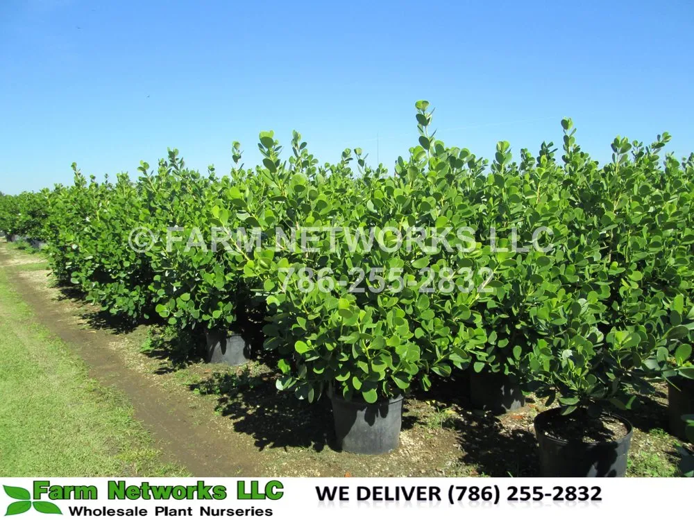 Expert yard maintenance in Miami, FL by Farm Networks LLC