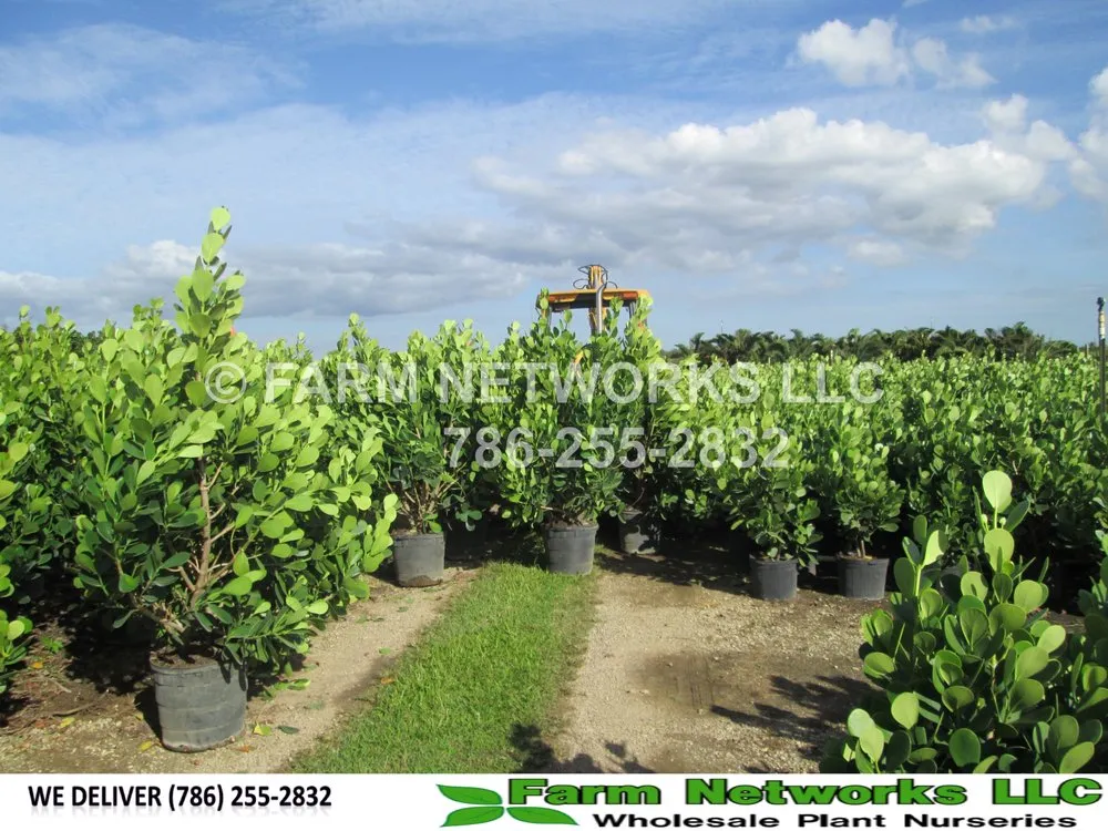 Custom landscaping services in Miami, FL by Farm Networks LLC