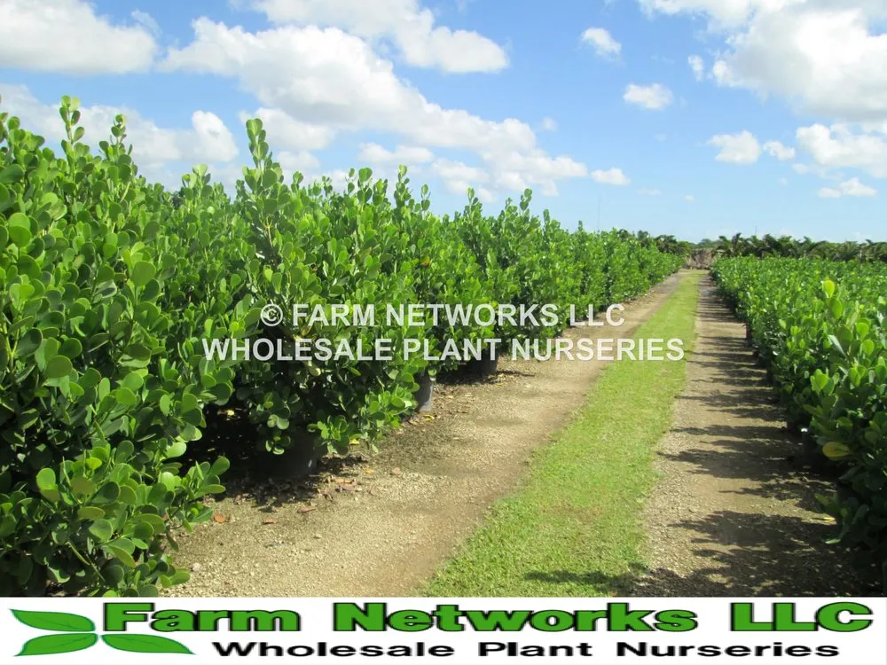 Expert yard maintenance experts serving Miami, FL - Farm Networks LLC