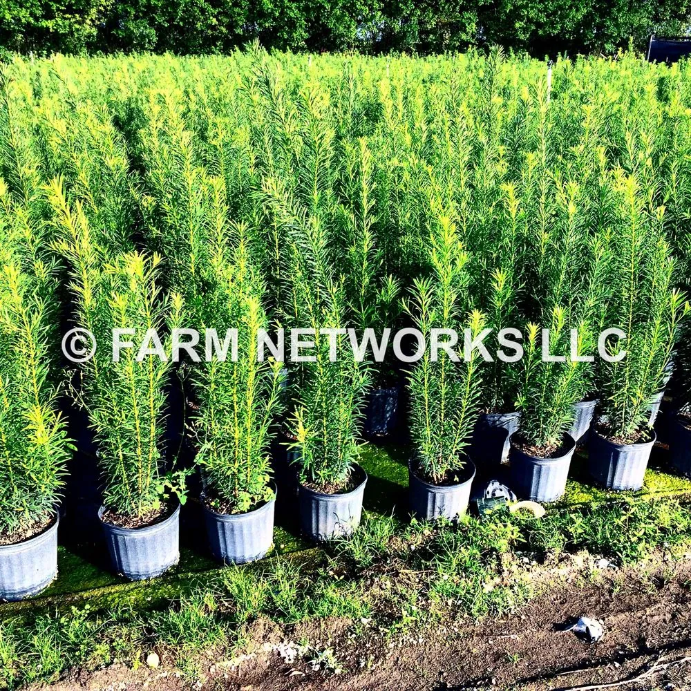 Custom yard cleanup service for year-round maintenance across Miami, FL - Farm Networks LLC