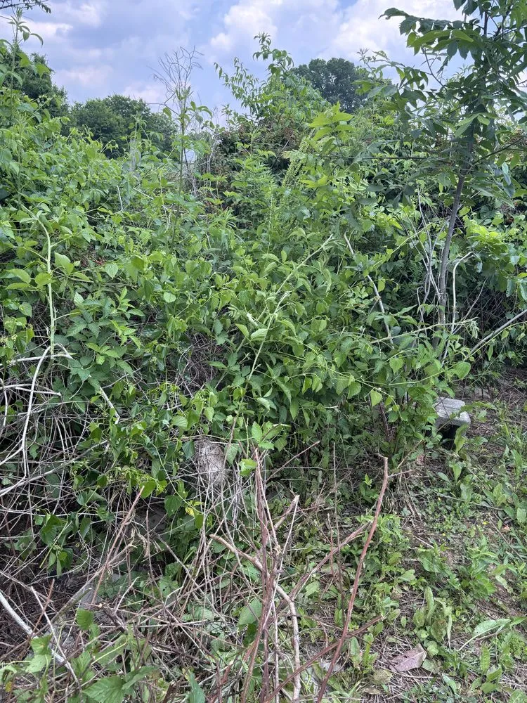 Professional landscaping services for homes across Cartersville, GA - Farmer and Son Landscaping