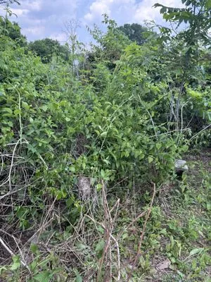 Farmer and Son Landscaping Logo