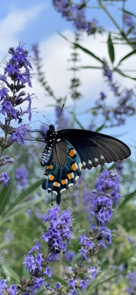 Trusted landscape design for residential properties in San Angelo, TX by Farmer's Daughter Landscape