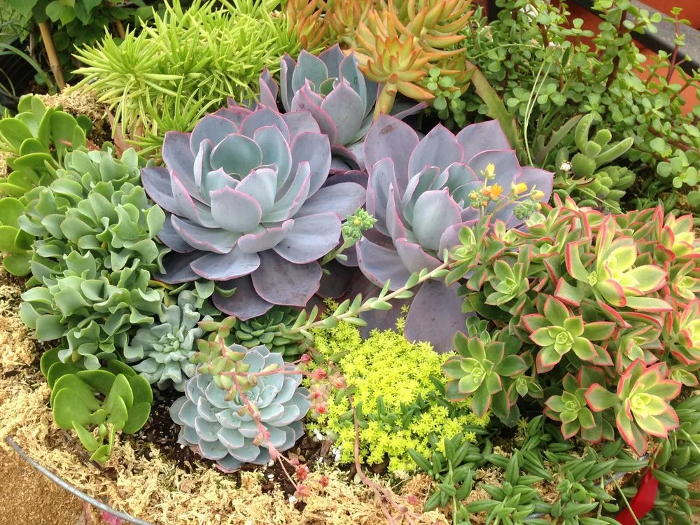 Professional outdoor landscaping in San Angelo, TX - Farmer's Daughter Landscape