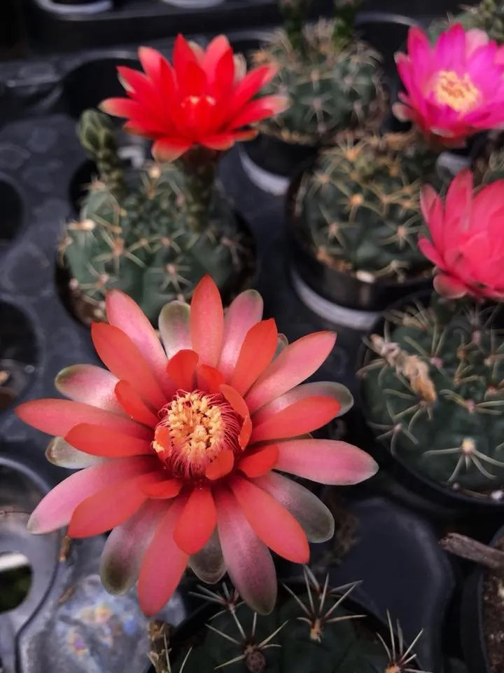 Trusted yard maintenance experts serving San Angelo, TX - Farmer's Daughter Landscape