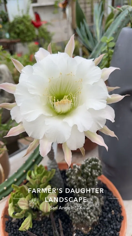 Reliable outdoor landscaping with custom design across San Angelo, TX - Farmer's Daughter Landscape