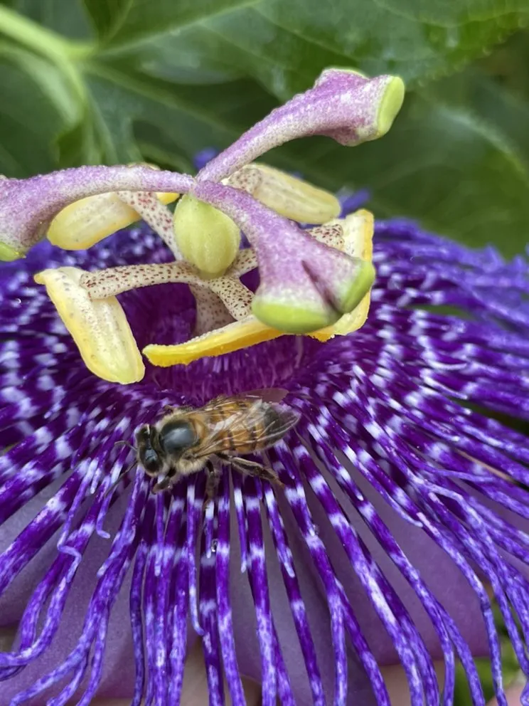 Local landscaping services in San Angelo, TX by Farmer's Daughter Landscape