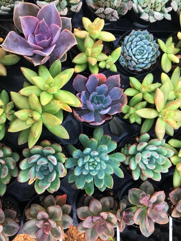 Local yard cleanup service for beautiful yards in San Angelo, TX by Farmer's Daughter Landscape