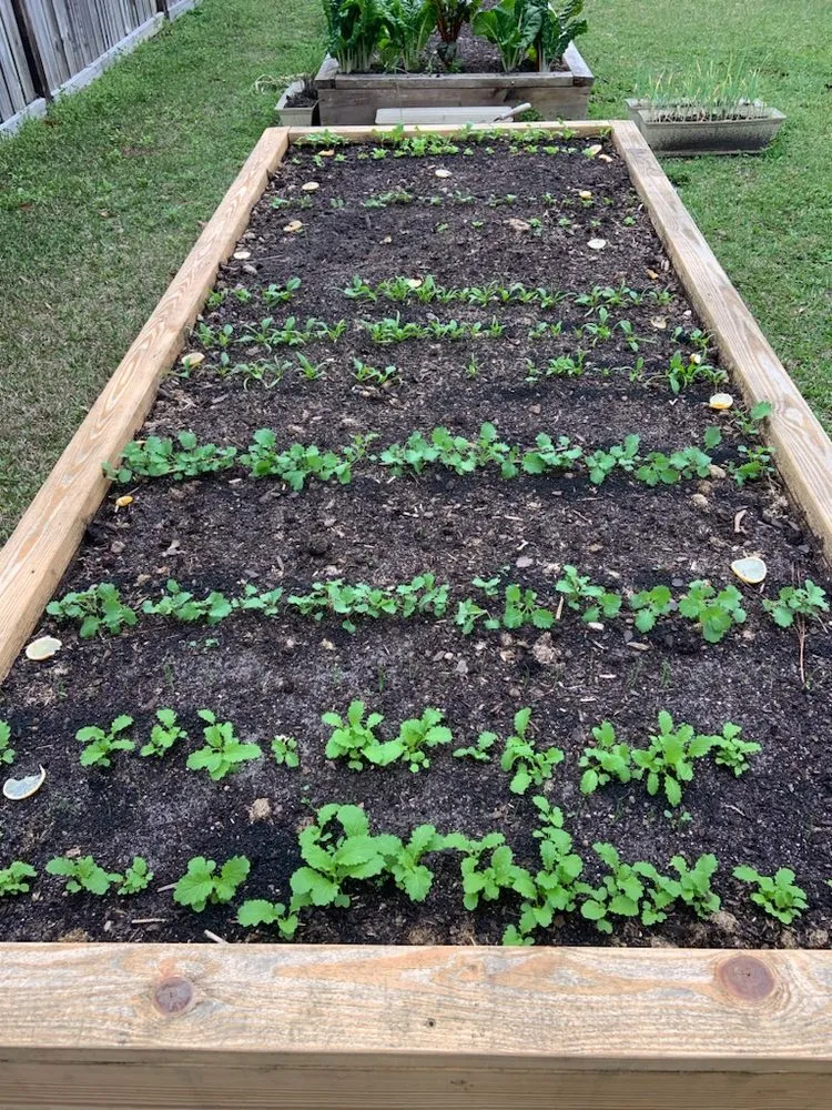 Reliable yard cleanup service for beautiful yards in Newton, GA by Farmers Gold Organic