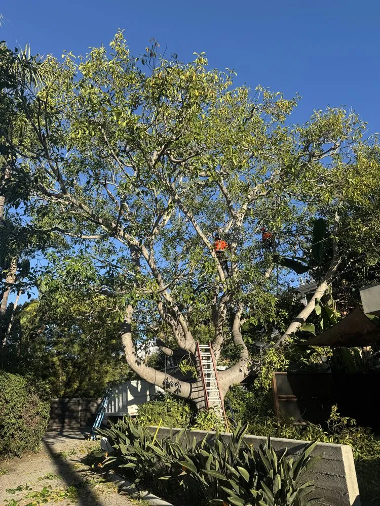 Expert outdoor landscaping in West Los Angeles, CA - Farmers Landscape Tree Care