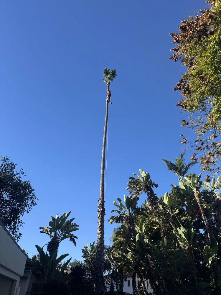 Professional lawn mowing service for residential properties in West Los Angeles, CA by Farmers Landscape Tree Care