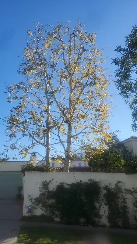 Expert yard maintenance with custom design in West Los Angeles, CA by Farmers Landscape Tree Care