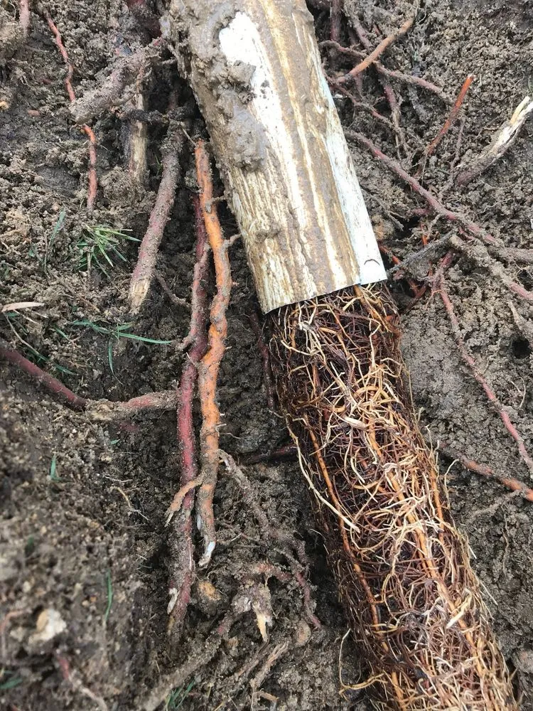 Trusted lawn care service with custom design across Anaheim, CA - Farmers Landscaping