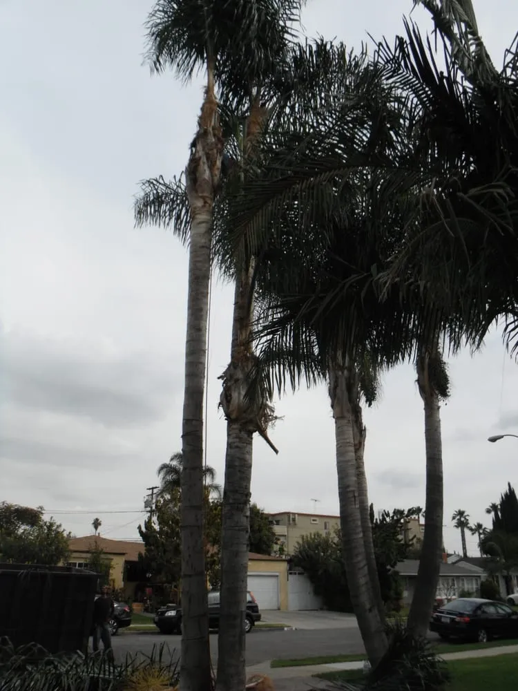 Reliable yard cleanup service in Anaheim, CA by Farmers Landscaping