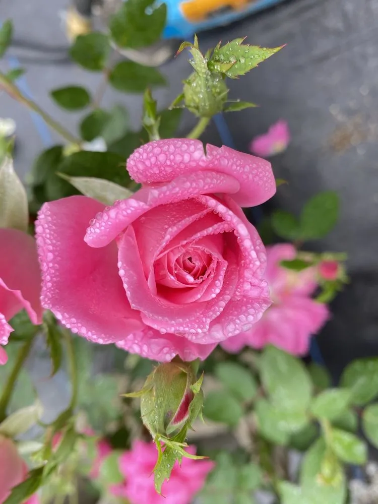 Affordable yard maintenance with custom design in Lebanon, ME by Farmfield Greenhouses