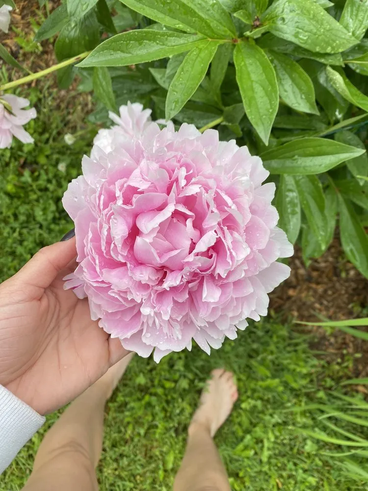 Professional garden landscaping in Lebanon, ME - Farmfield Greenhouses