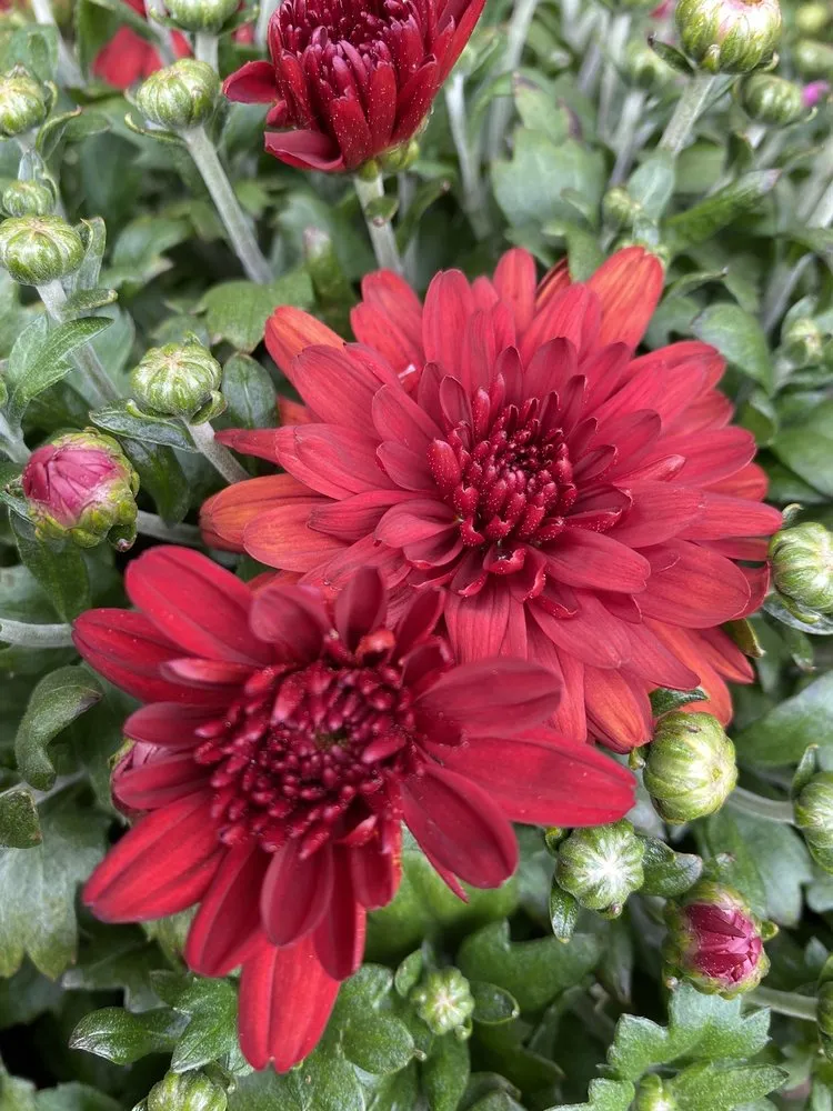 Expert garden landscaping in Lebanon, ME by Farmfield Greenhouses