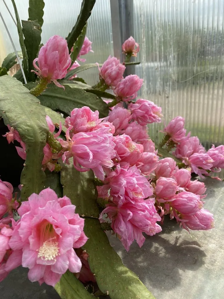 Custom lawn mowing service for homes in Lebanon, ME by Farmfield Greenhouses