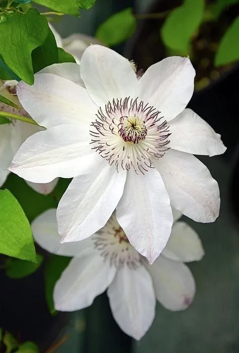 Top-rated yard cleanup service experts serving Lebanon, ME - Farmfield Greenhouses