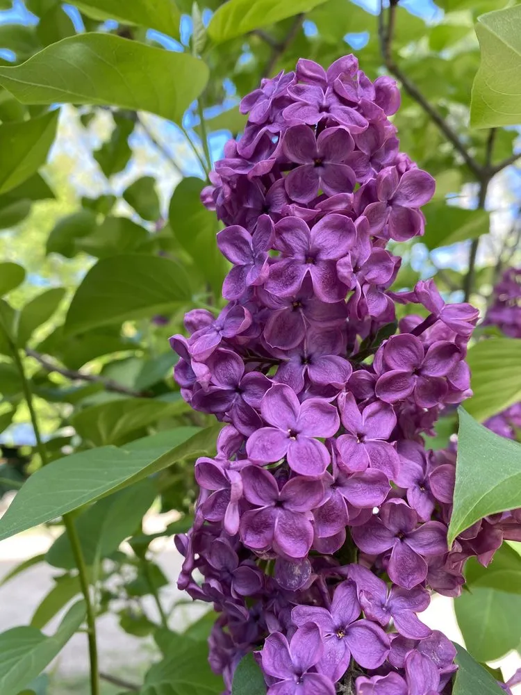 Professional lawn care service near you across Lebanon, ME - Farmfield Greenhouses