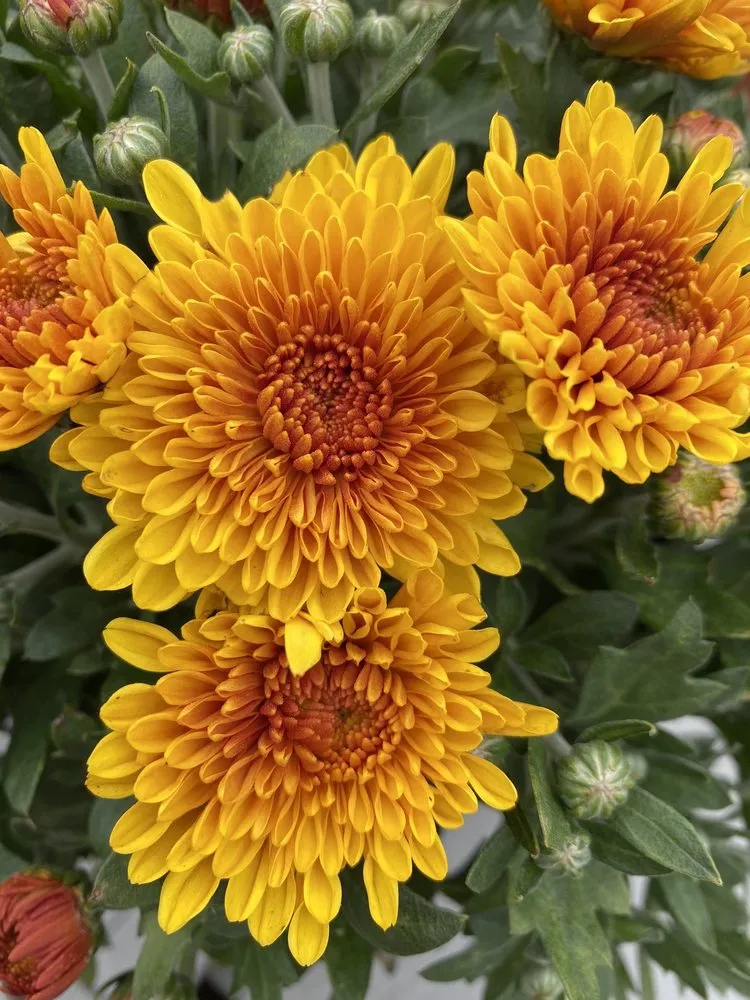 Trusted landscaping services in Lebanon, ME - Farmfield Greenhouses