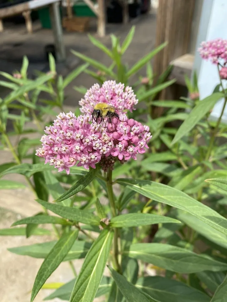Local lawn care service for residential properties across Lebanon, ME - Farmfield Greenhouses