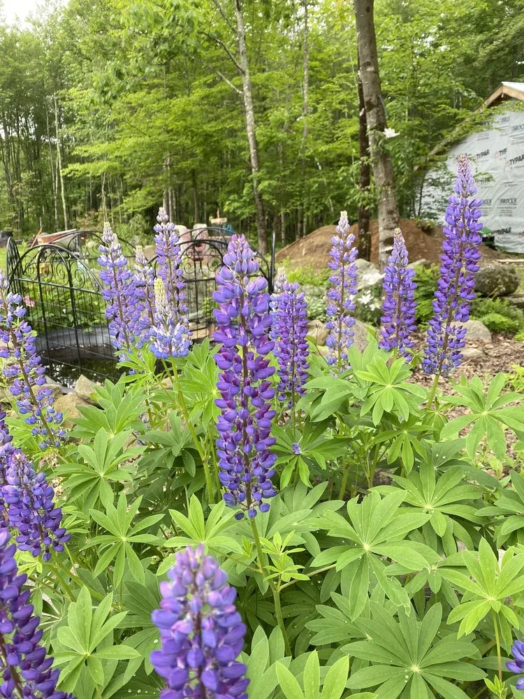 Expert yard maintenance in Lebanon, ME - Farmfield Greenhouses