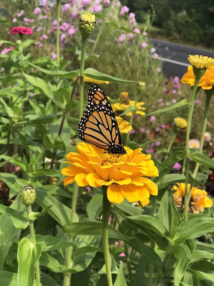 Expert landscape installation for beautiful yards across Lebanon, ME - Farmfield Greenhouses