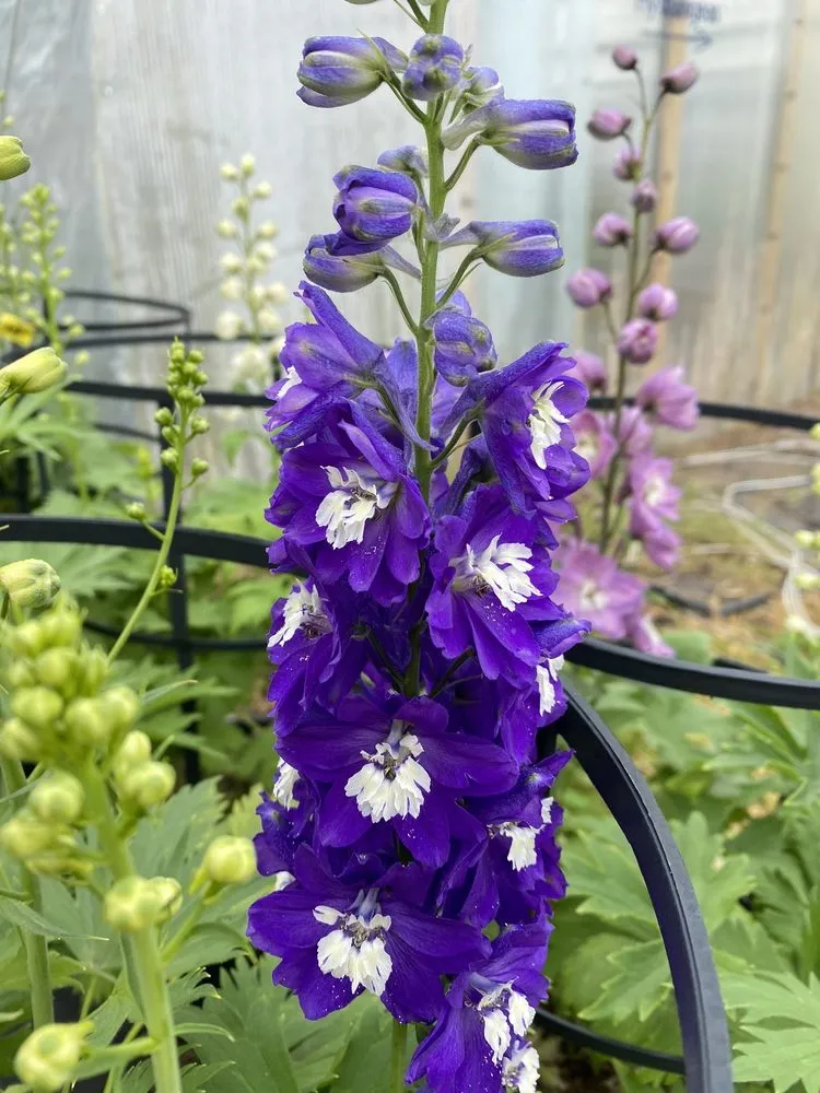 Affordable lawn care service in Lebanon, ME - Farmfield Greenhouses