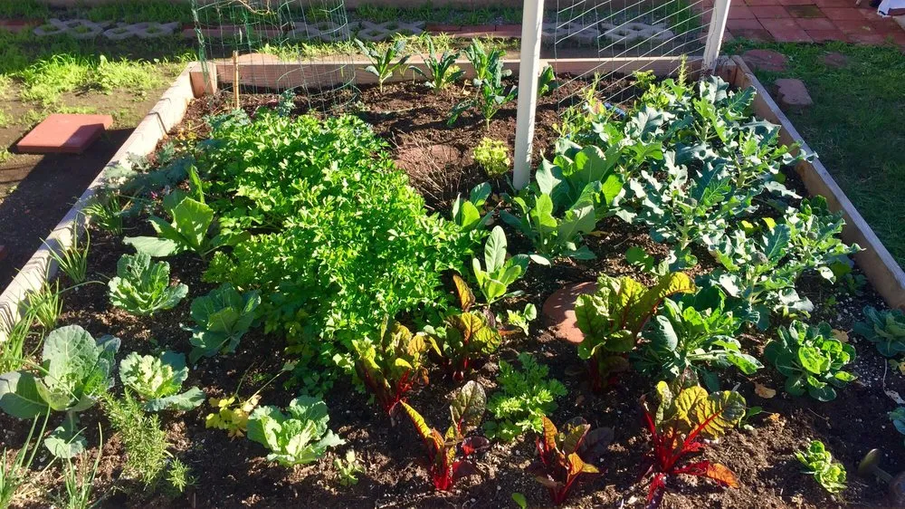 Local landscape design in Los Angeles, CA by Farmista