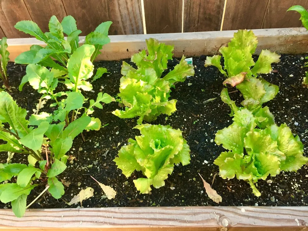 Reliable yard cleanup service in Los Angeles, CA - Farmista