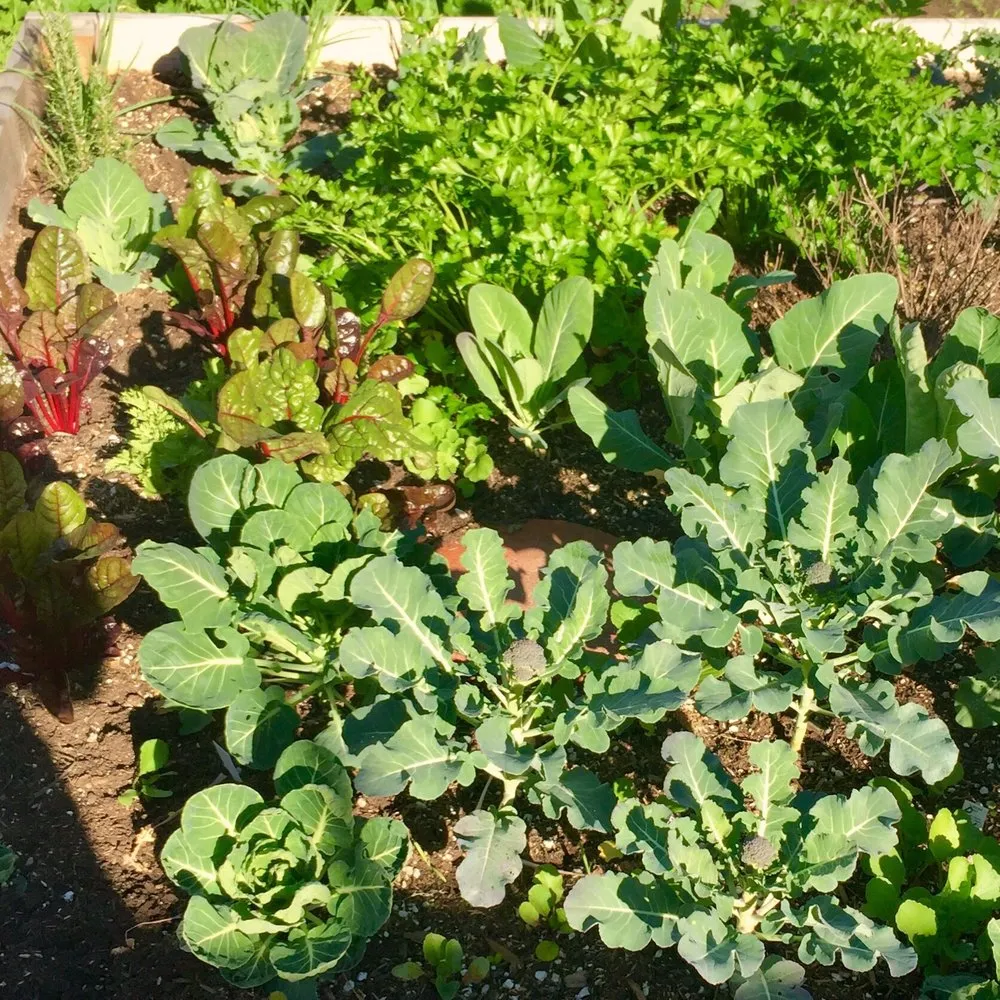 Top-rated yard maintenance in Los Angeles, CA by Farmista