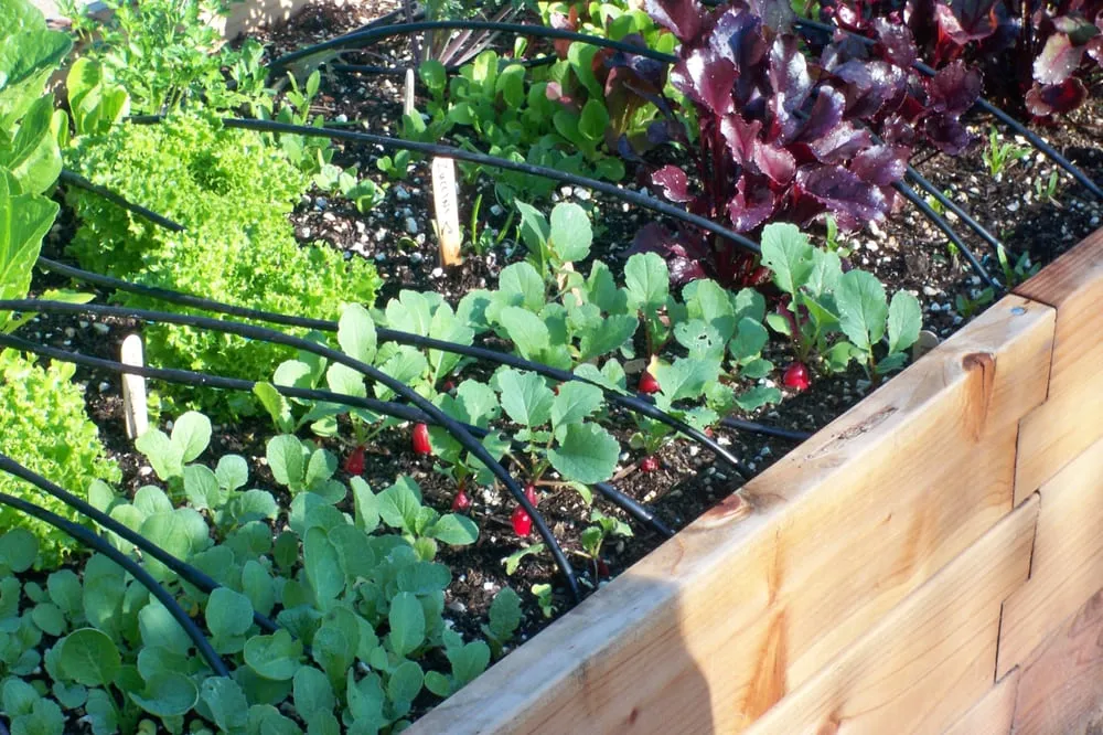 Local outdoor landscaping in Los Angeles, CA by Farmscape