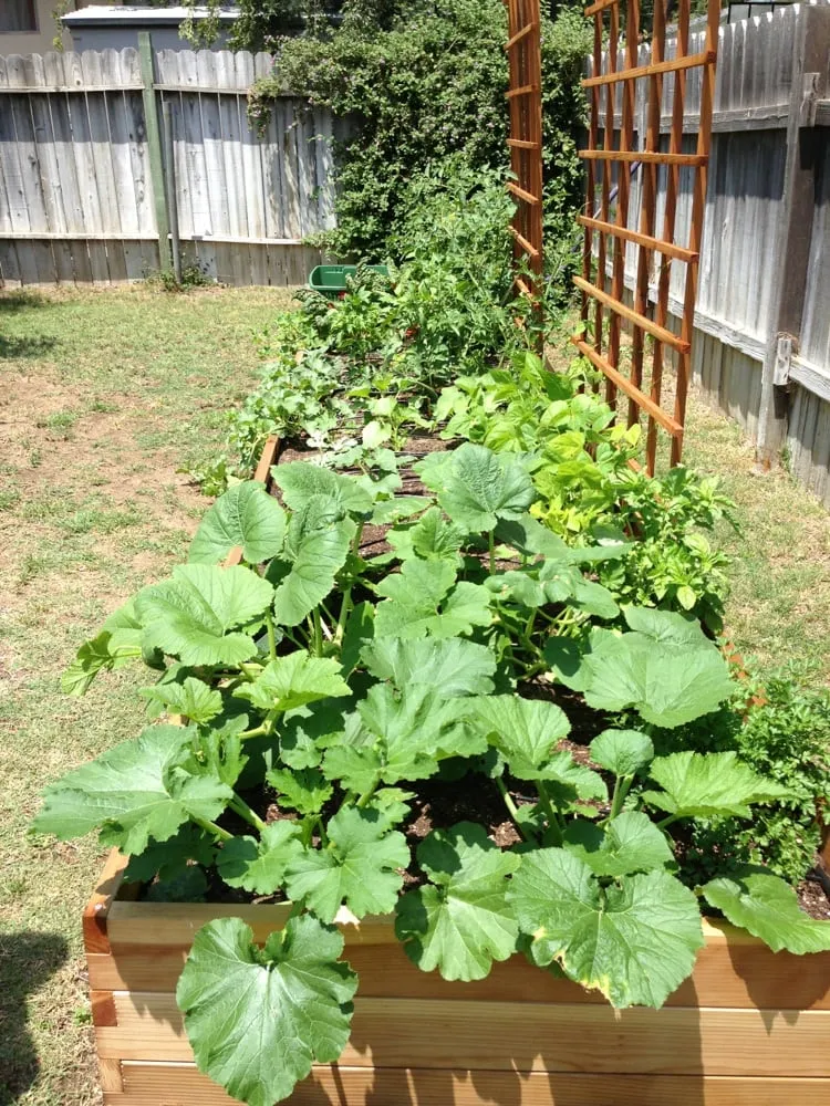 Professional yard maintenance in Los Angeles, CA by Farmscape