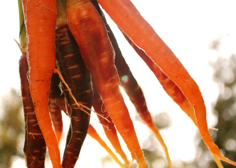 Reliable landscape installation for homes across Los Angeles, CA - Farmscape