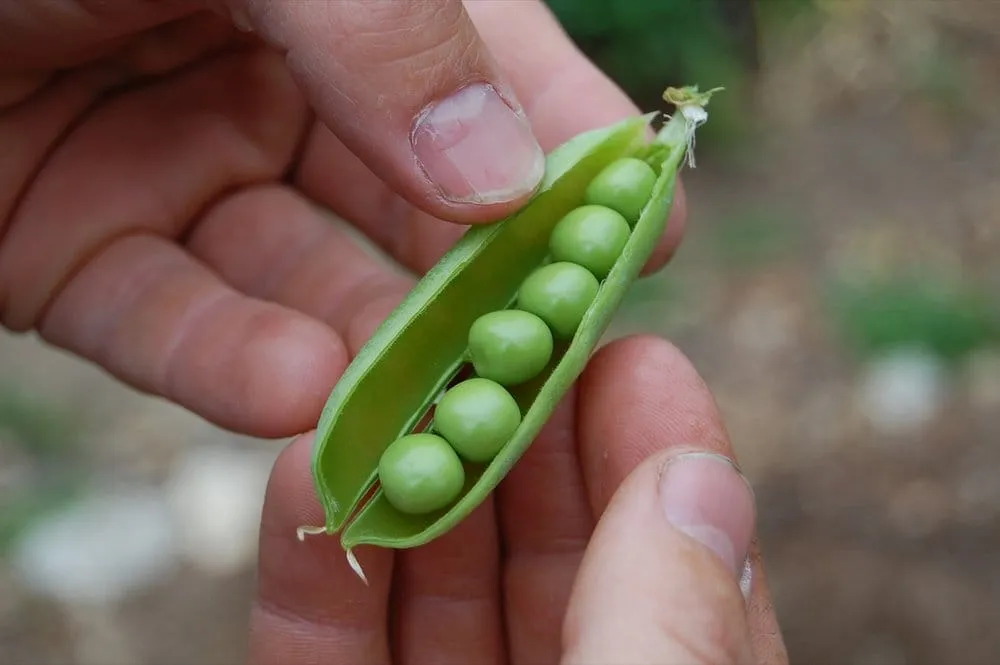 Reliable landscape design for outdoor upgrades across Los Angeles, CA - Farmscape