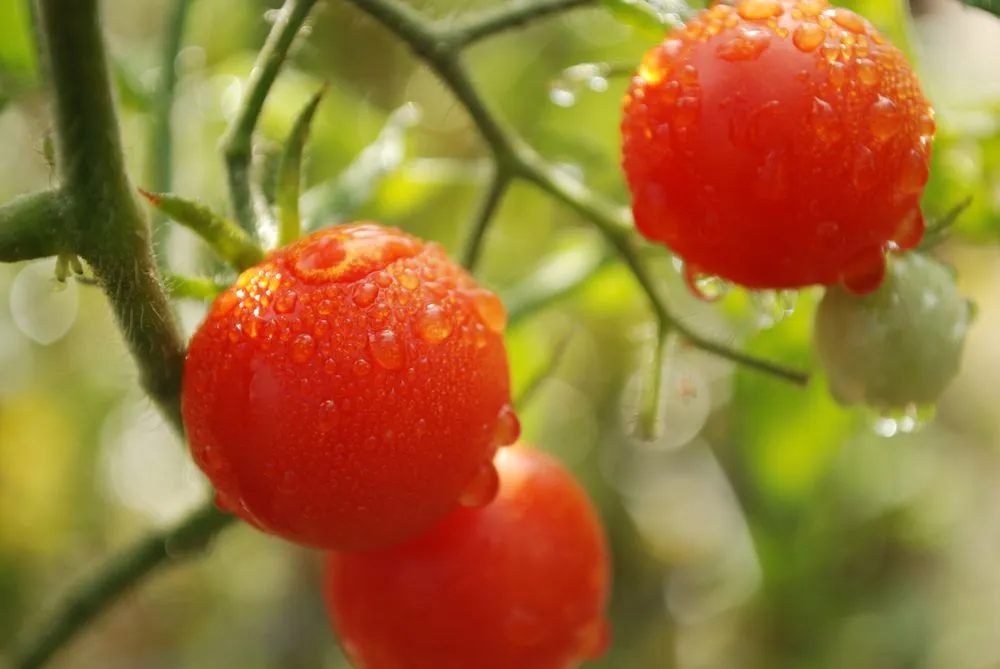 Trusted lawn care service in Los Angeles, CA by Farmscape