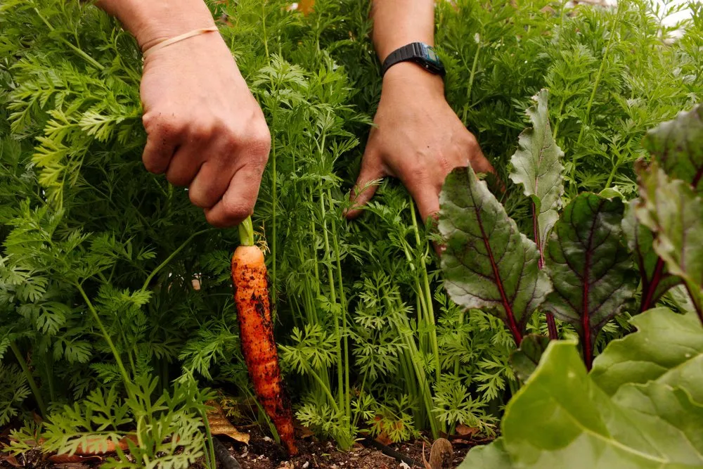 Affordable yard cleanup service with custom design across Los Angeles, CA - Farmscape