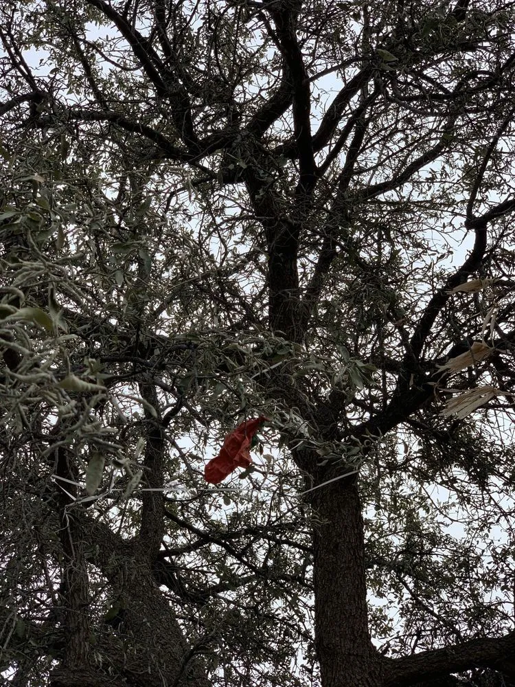 Local yard cleanup service for residential properties across Odessa, TX - Farmscapes Landscapes & Services