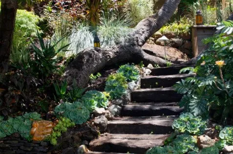Expert yard maintenance experts serving Corte Madera, CA - Farnsworth Landscaping