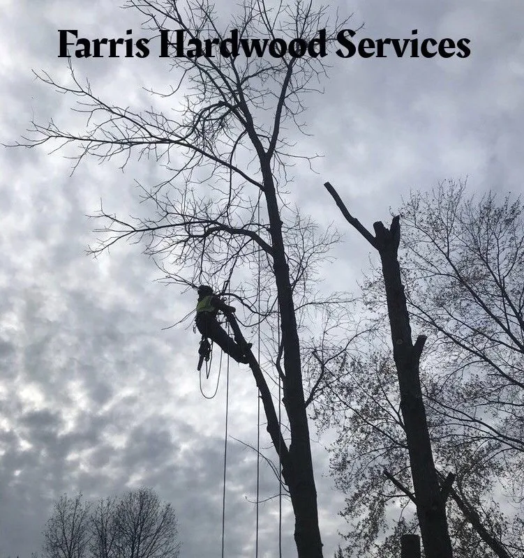 Expert yard cleanup service in Elk Rapids, MI - Farris Hardwood Services