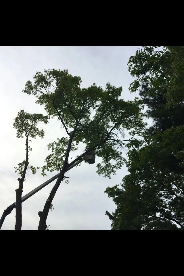 Custom outdoor landscaping experts serving Elk Rapids, MI - Farris Hardwood Services