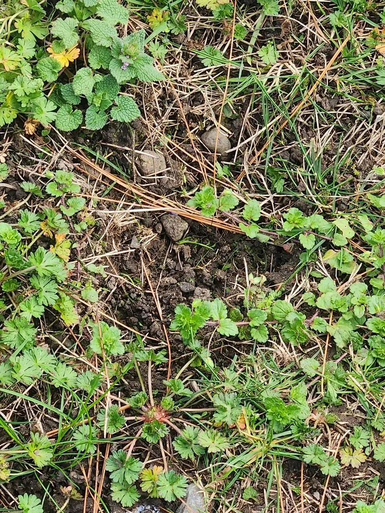 Expert landscape installation for homes in Medford, OR by Farrow Landscape