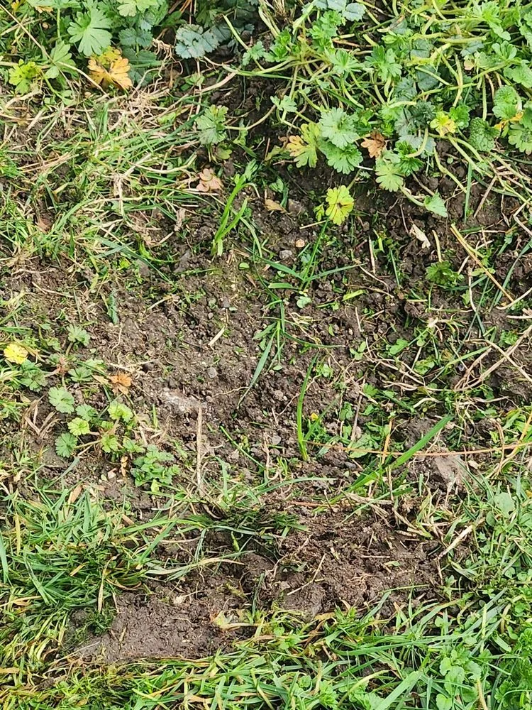 Professional residential landscaping for residential properties in Medford, OR by Farrow Landscape